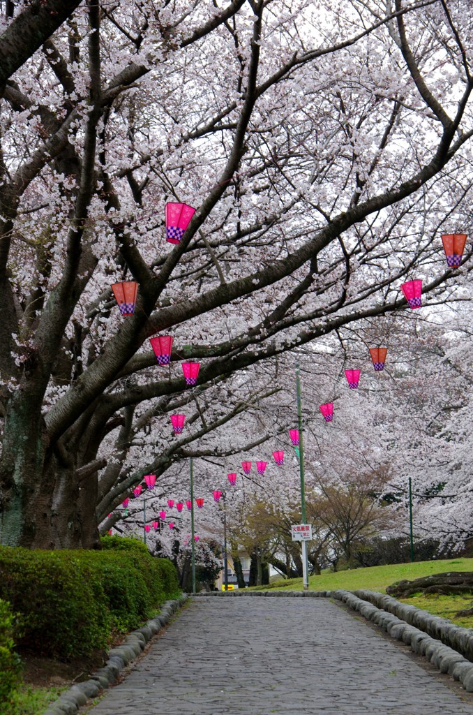 桜祭り