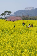 菜の花と河津桜