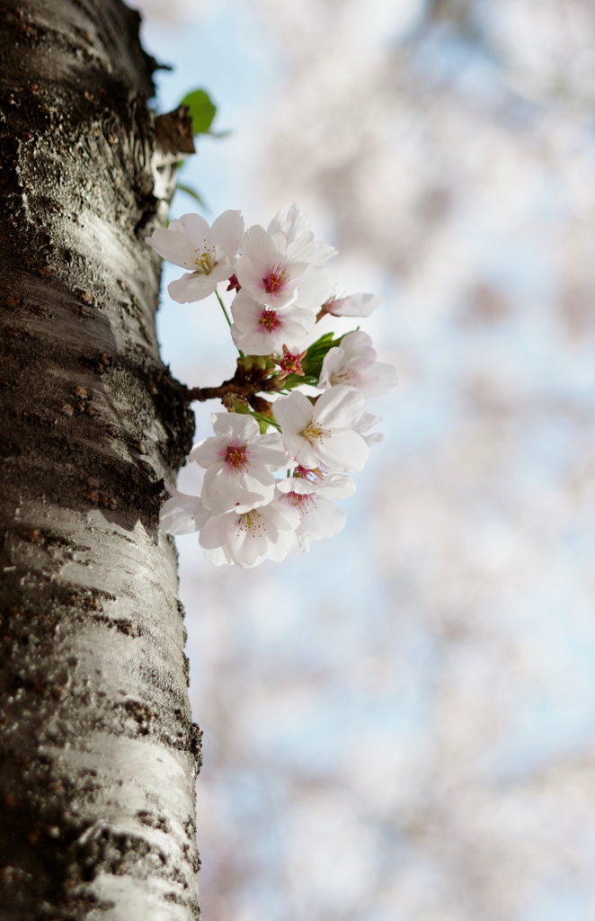 一輪の桜