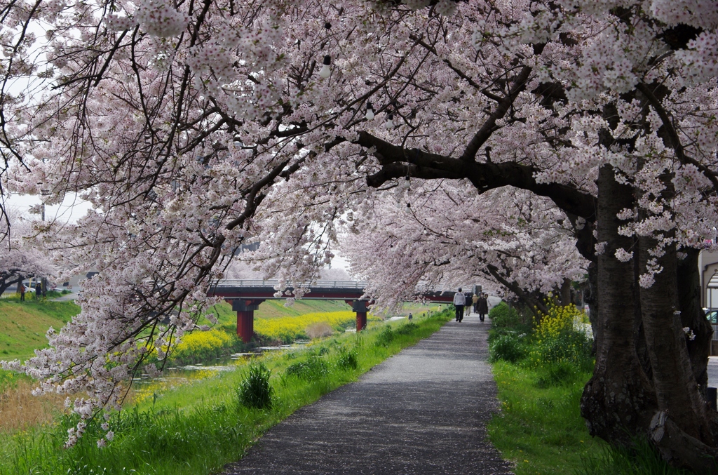 桜トンネル