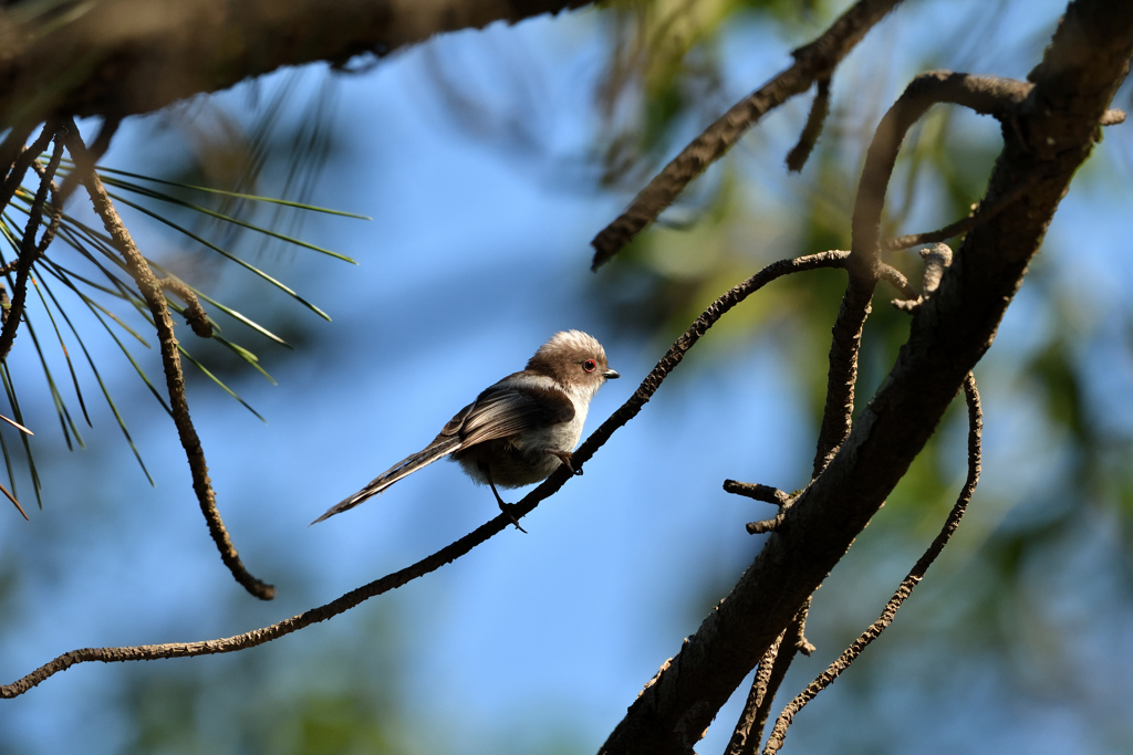DSC_6396_00001