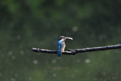 DSC_6458_00001