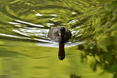 DSC_6468_00001