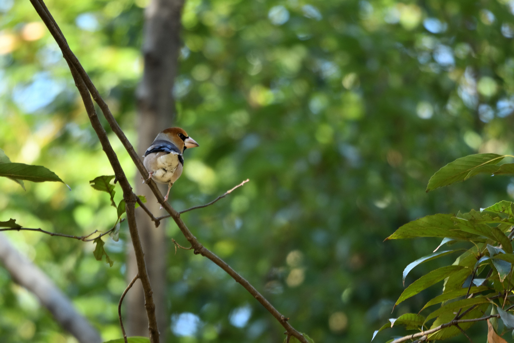 DSC_5091_00006