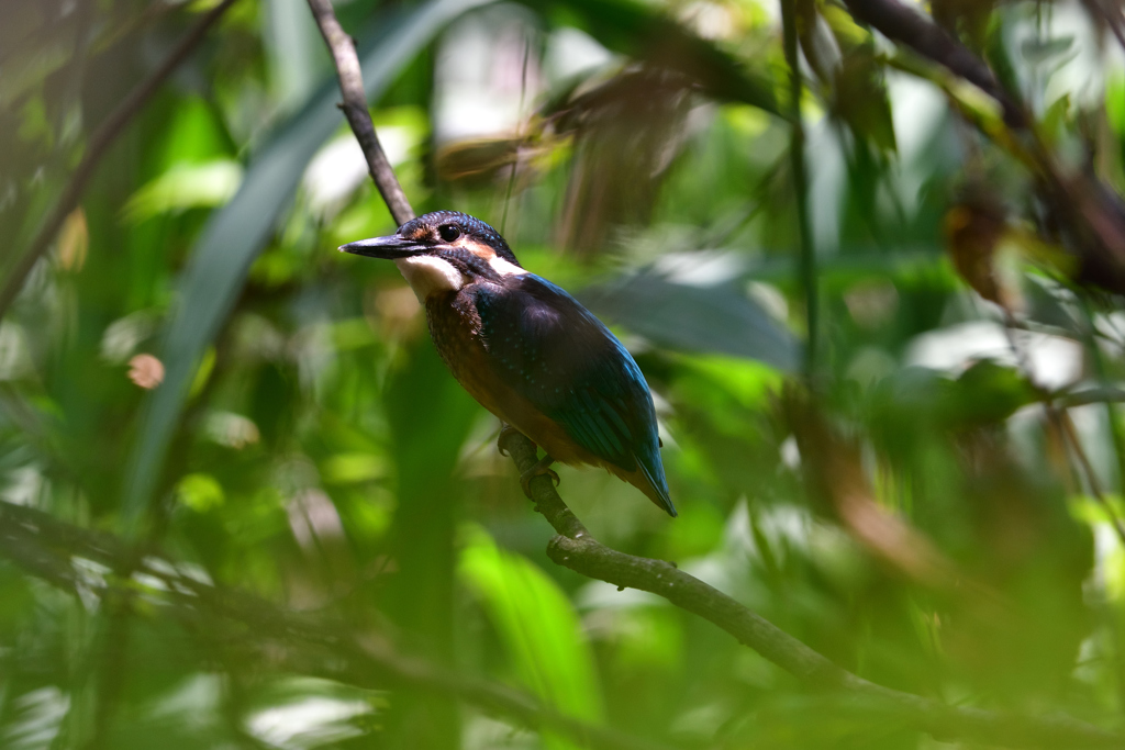 DSC_6779_00001