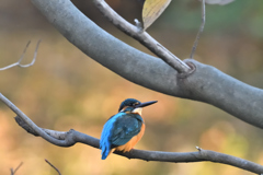 DSC_2738_00005