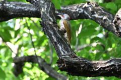 DSC_6321_00001