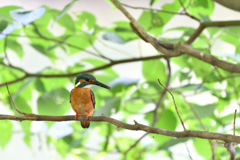 DSC_6624_00001
