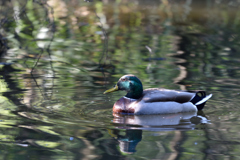 DSC_3237