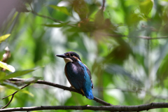 DSC_6720_00001