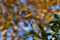 DSC_2755_00006
