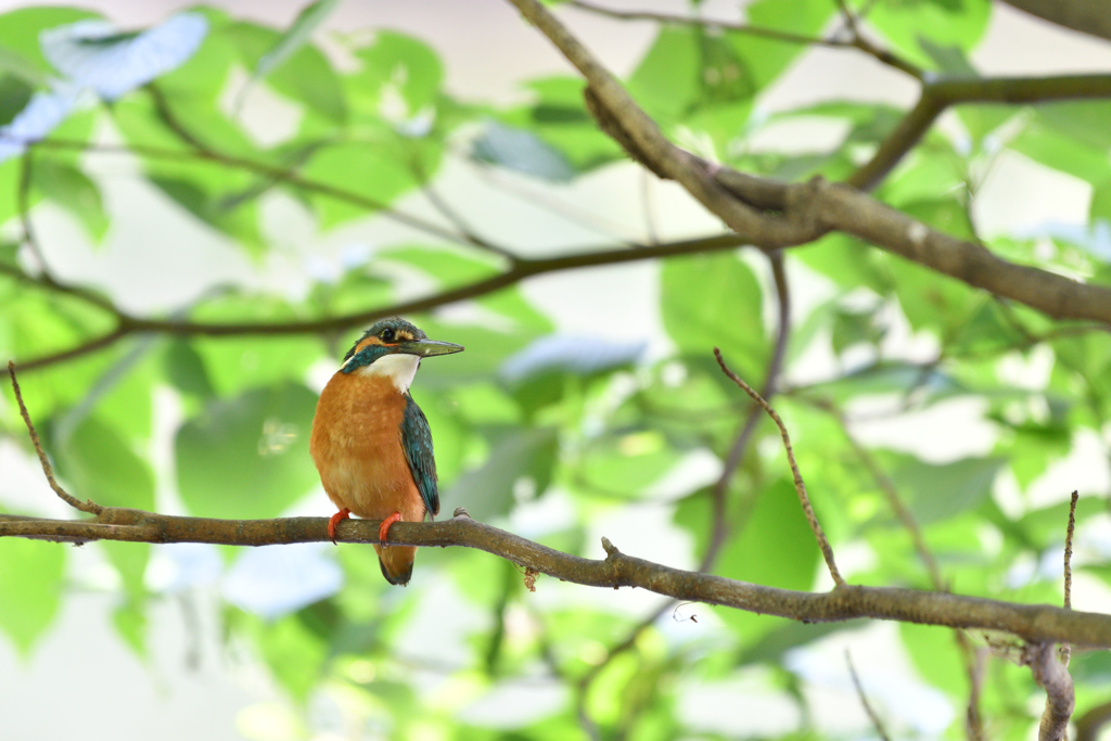 DSC_6608_00001