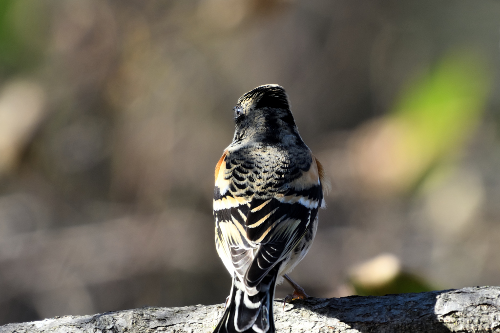 DSC_3323_00001