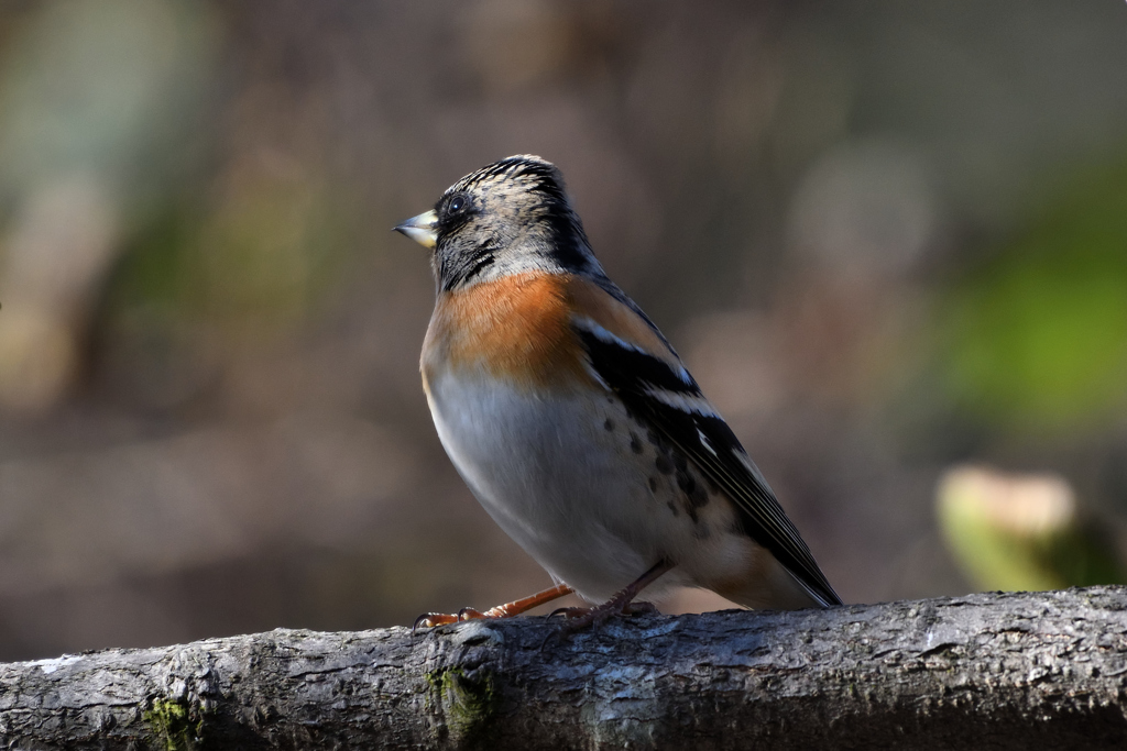 DSC_3303_00001