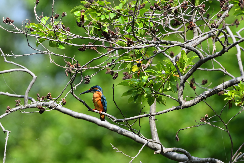 DSC_6349_00001