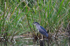 DSC_4045