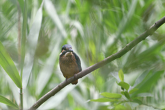 DSC_6818_00001