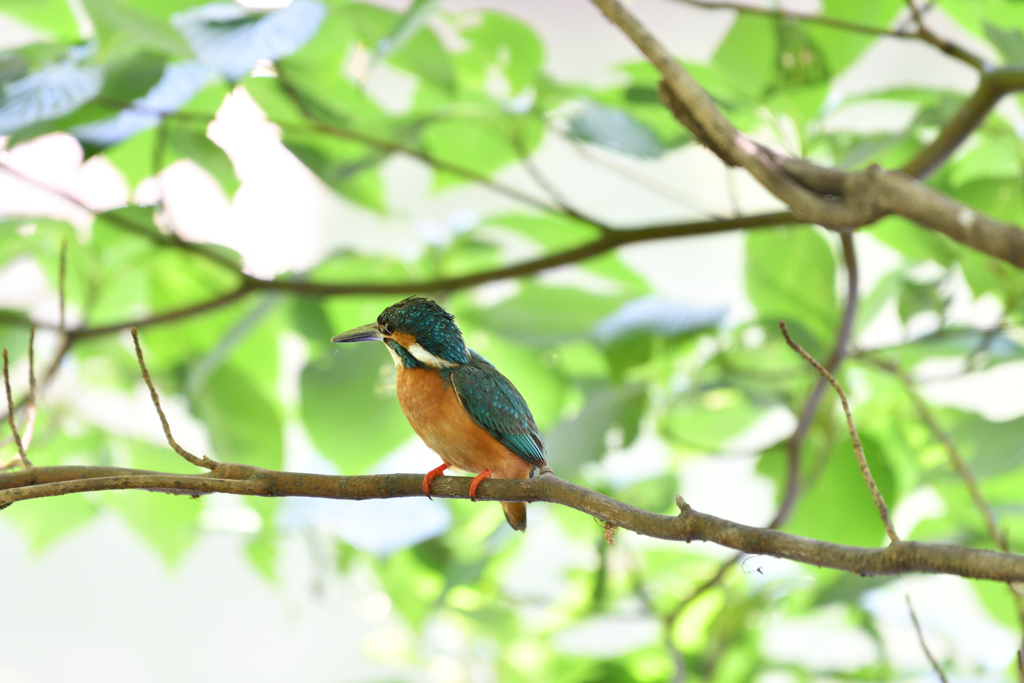 DSC_6592_00001