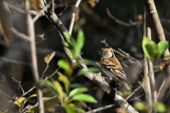 DSC_3224_00003