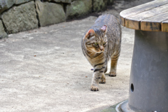 DSC_6475_00001
