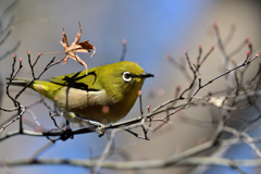 DSC_4964_00002