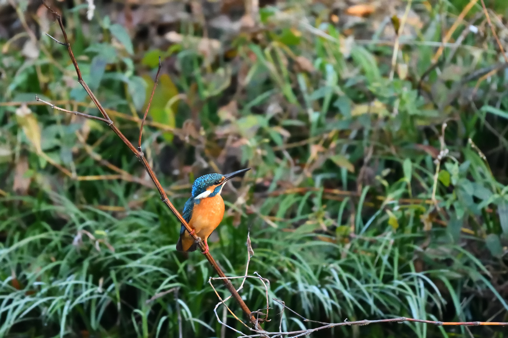 DSC_2685_00002