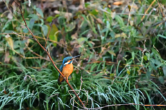 DSC_2685_00002