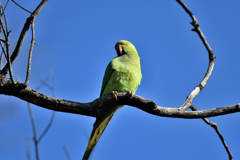 DSC_5031_00004