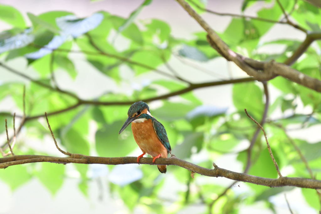 DSC_6557_00001