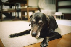 愛犬