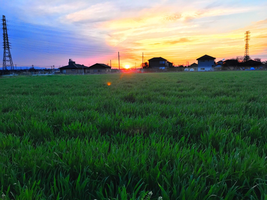 麦畑と朝日
