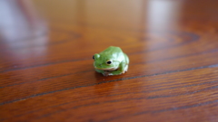 かえるはお嫌いですか？