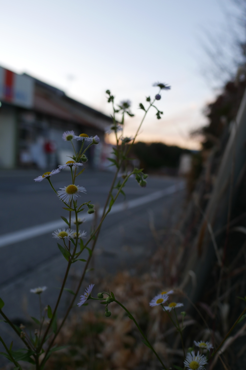 夜に咲いて