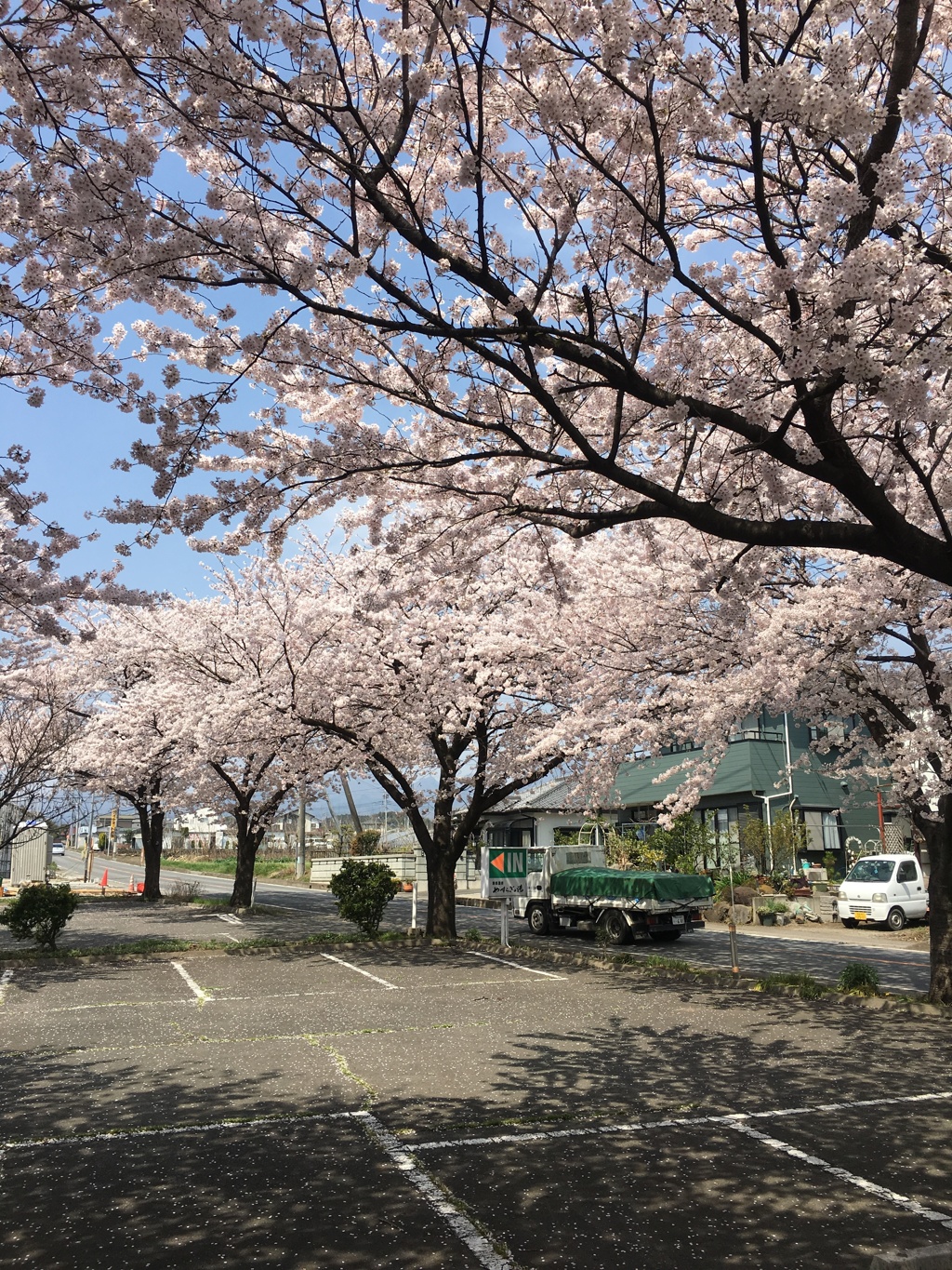 さくら咲く