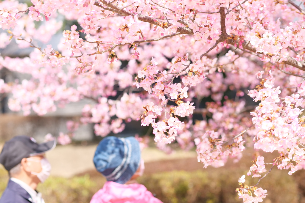 今年の春も