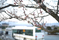 梅の花と白いバス