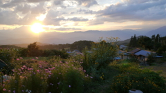 夕陽と秋桜