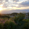 夕陽と秋桜