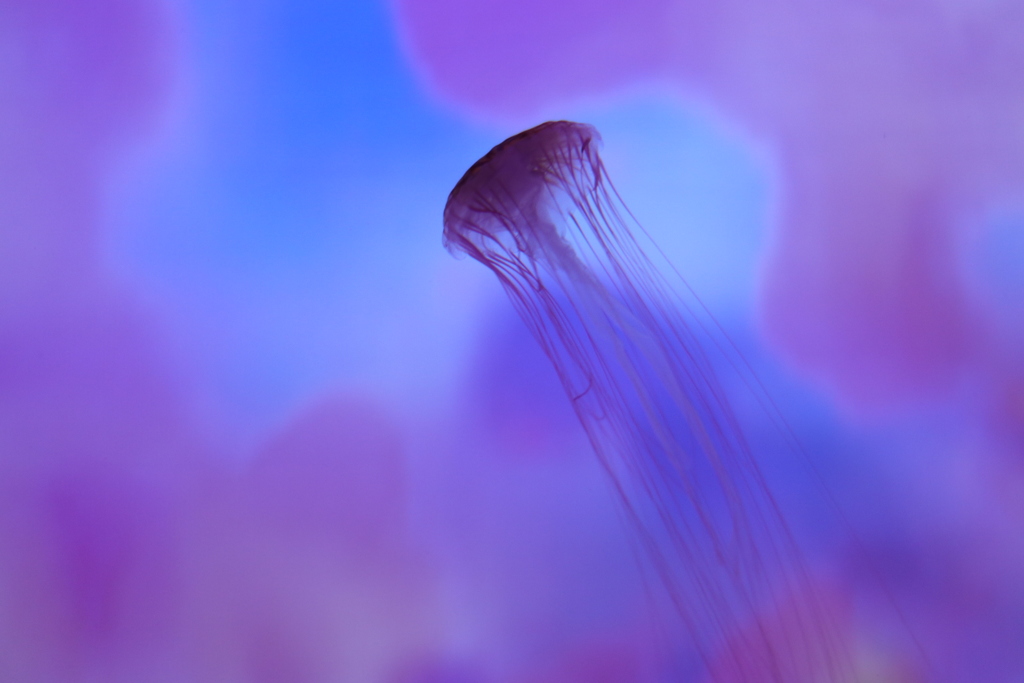 海月
