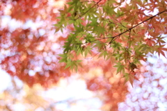もみじ