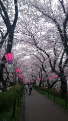 桜祭り