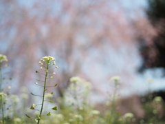 阿弥陀寺にて