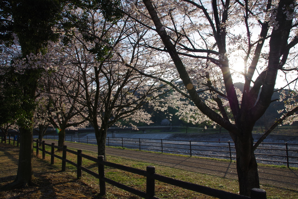 夕日と桜