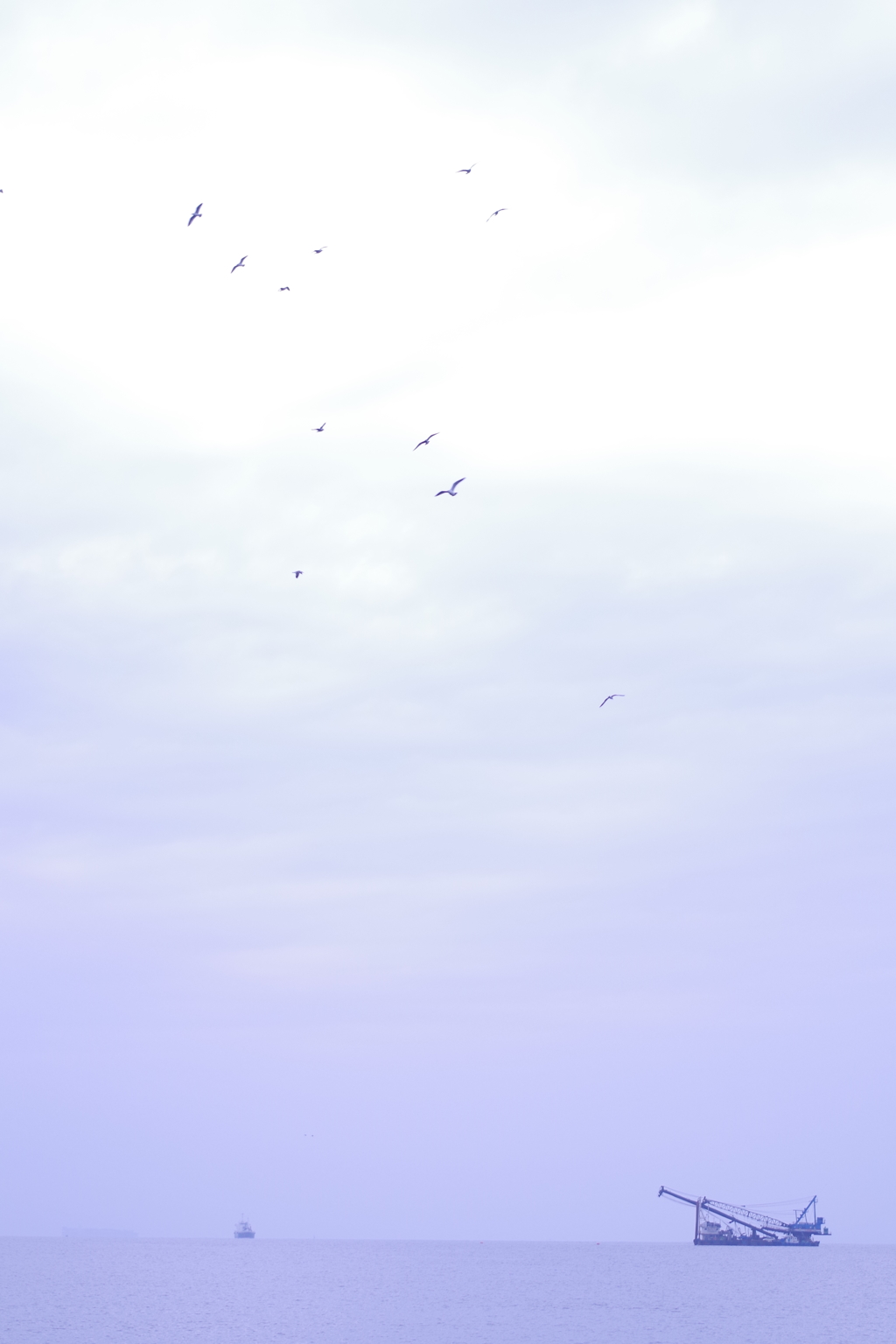 戯れる鳥たち