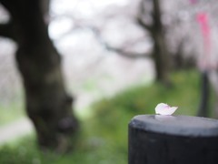 ひとひらの桜