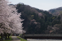 桜吹雪