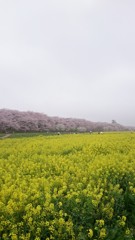 菜の花と桜