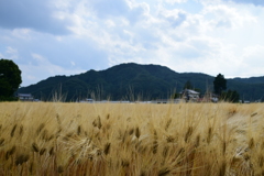 鹿沼市の麦畑
