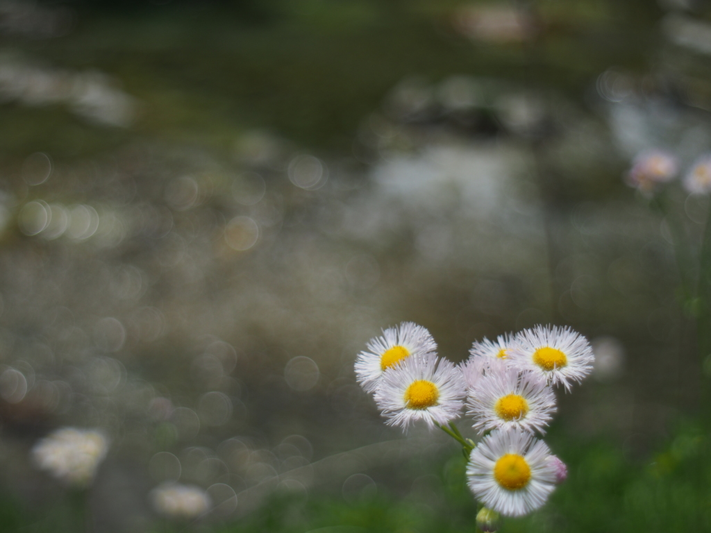 河原の花