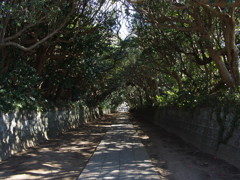 酒列磯前神社参道